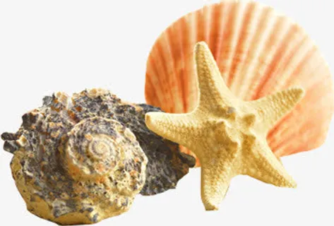 海星贝壳海螺图片素材免抠 海星贝壳海螺图片素材免抠