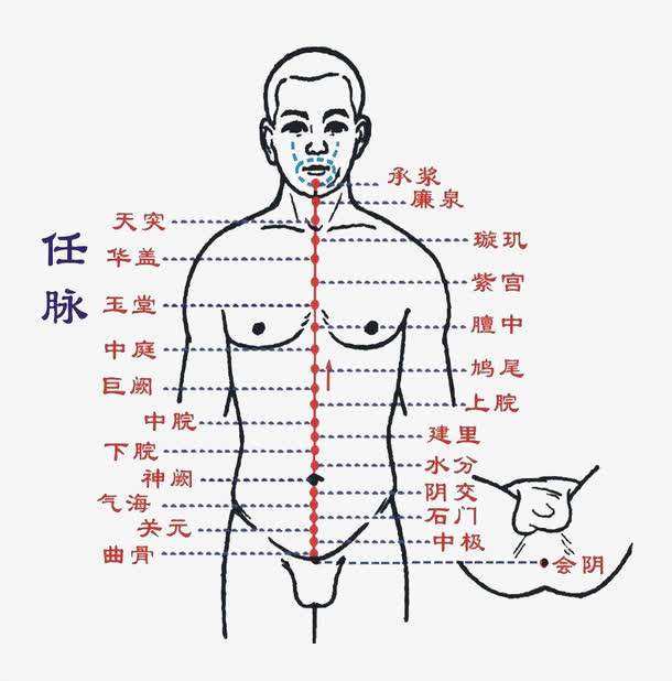 人体任脉免抠