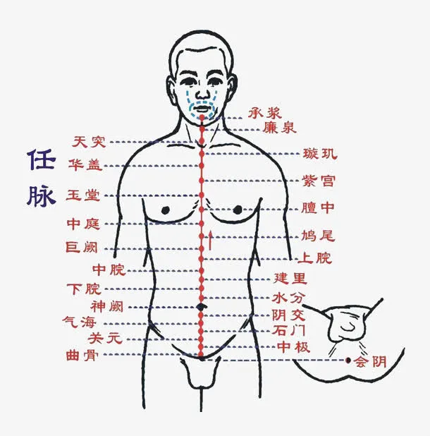 人体任脉免抠