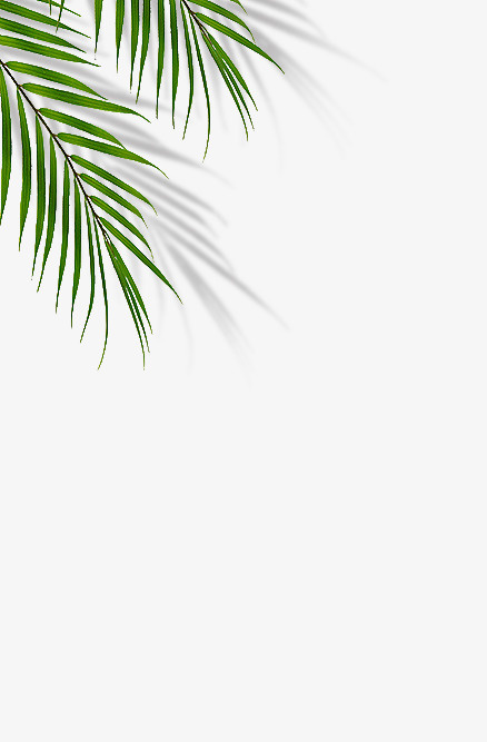 树叶 装饰 绿植免抠