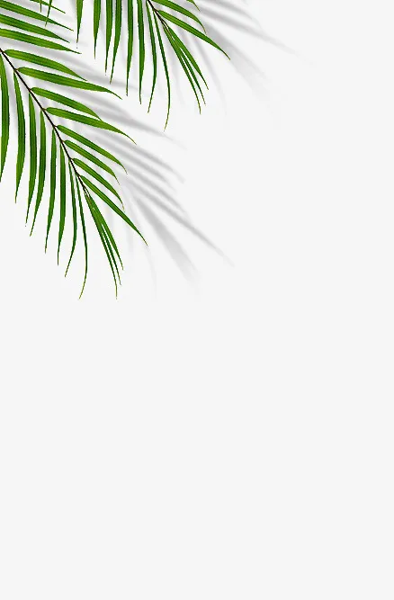 树叶 装饰 绿植免抠