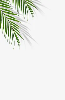 树叶 装饰 绿植免抠