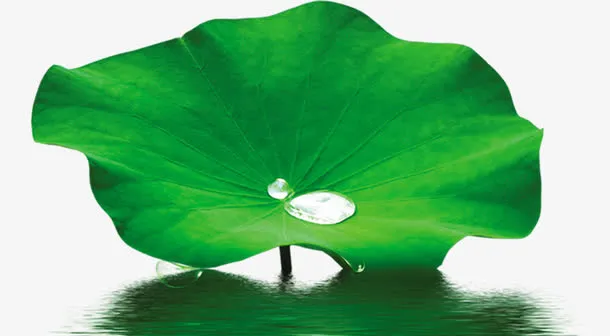 绿色荷叶露水毛笔字免抠