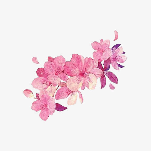 粉色花朵免抠