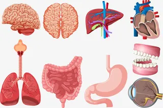 矢量内脏解剖免抠