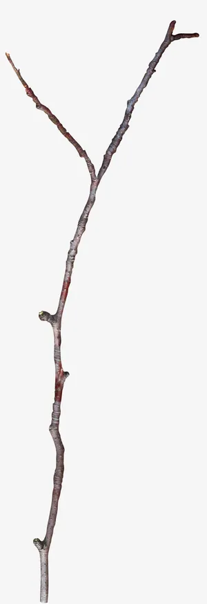 树枝免抠