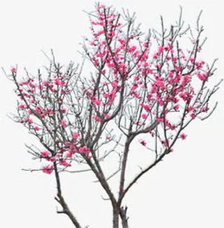 粉色手绘梅花大树免抠