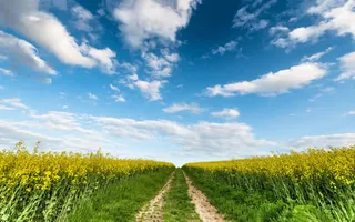 绿色麦田中的小路海报背景免抠背景banner海报元素