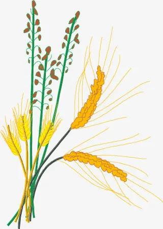 金色麦子免抠