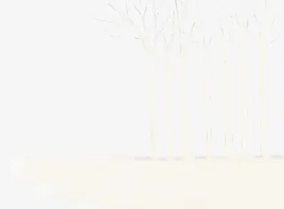 白色干枯杨树冬季免抠