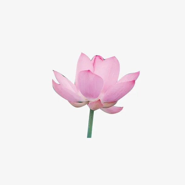 荷花素材免抠
