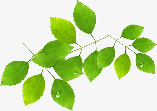 春天手绘绿叶上的水滴装饰免抠