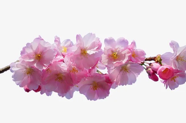 樱花花枝免抠