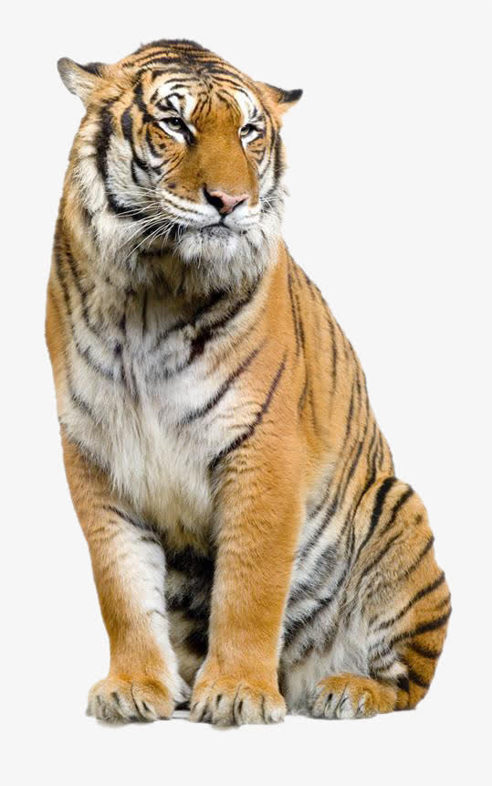 动物园老虎免抠
