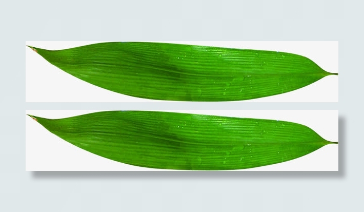 一叶扁舟载水滴免抠