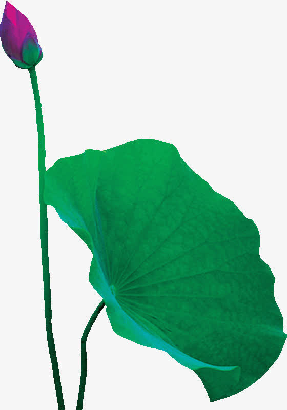 小荷花才露尖尖角荷叶免抠