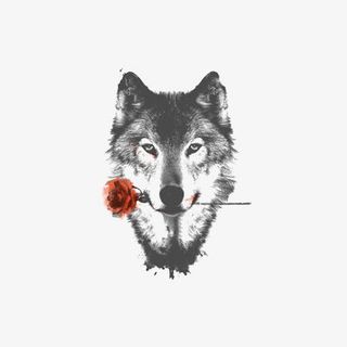 素描灰狼免抠