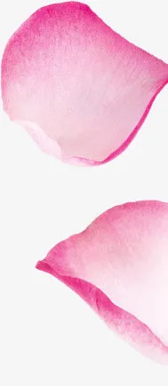 玫瑰花瓣粉色免抠