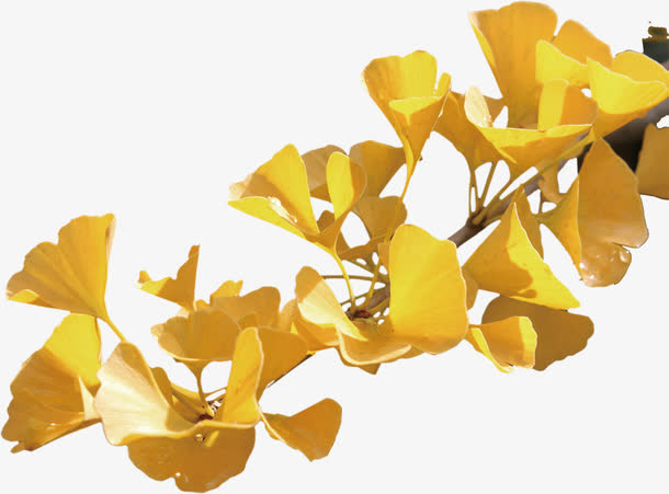 金色银杏树枝免抠