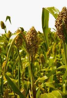 大片高粱地免抠