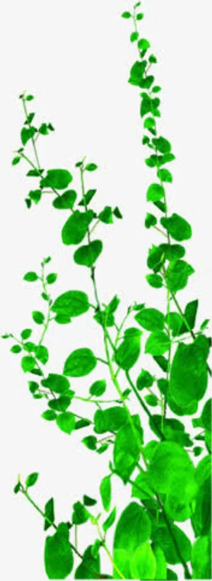 绿色春天手绘树叶设计免抠