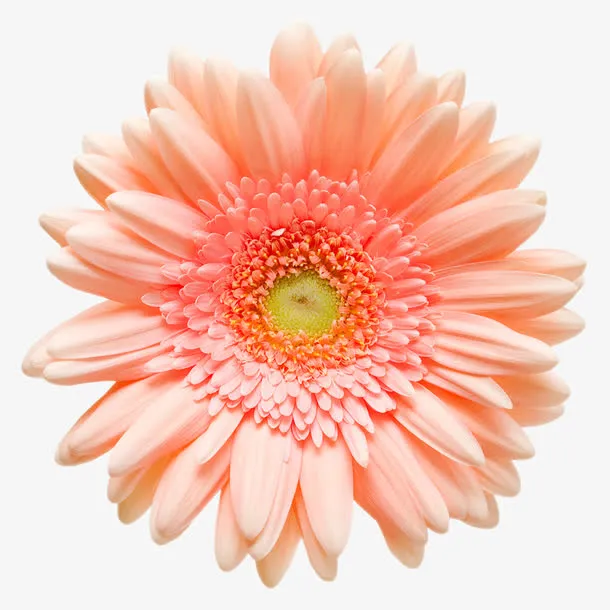 鲜花花卉免抠