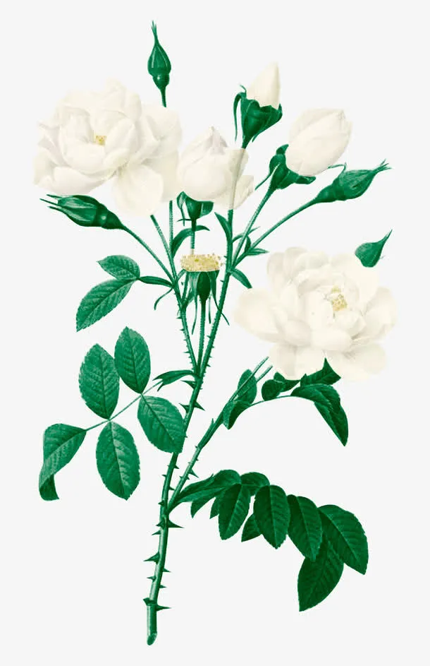 一束鲜花免抠