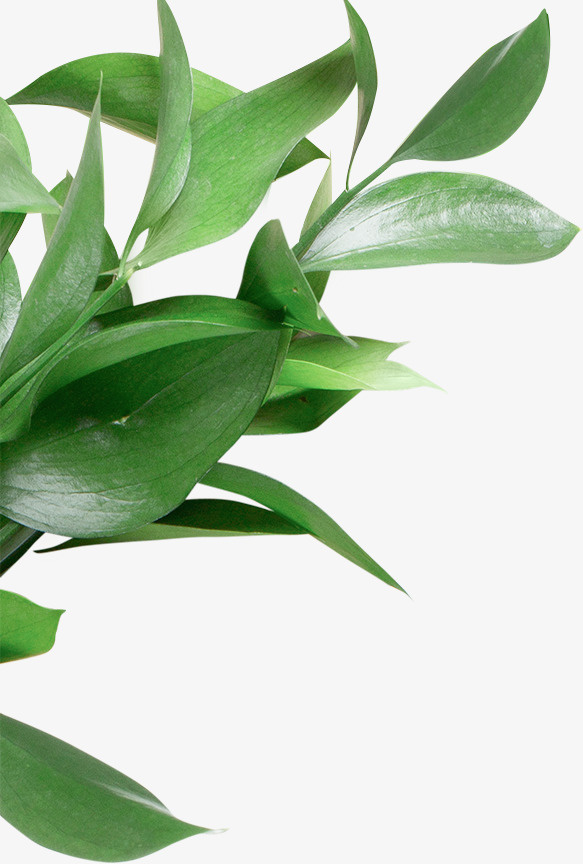 电商装饰绿植叶子免抠