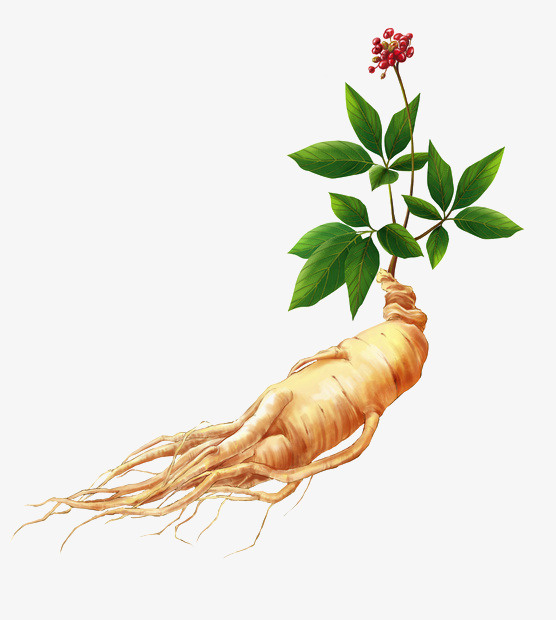 人参 一个 中药 素材免抠