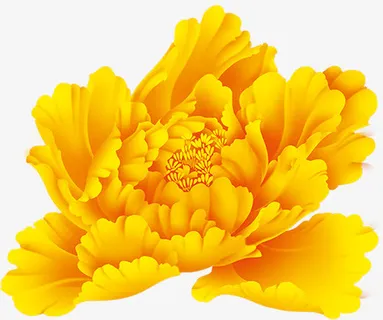 手绘黄色中秋节牡丹花免抠