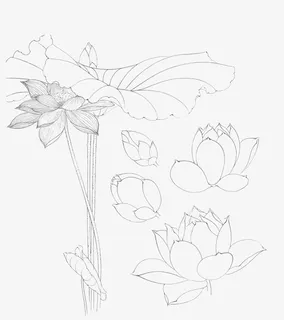 各种画法莲花线稿免抠