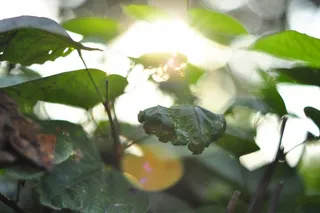 晨曦中的绿叶高清