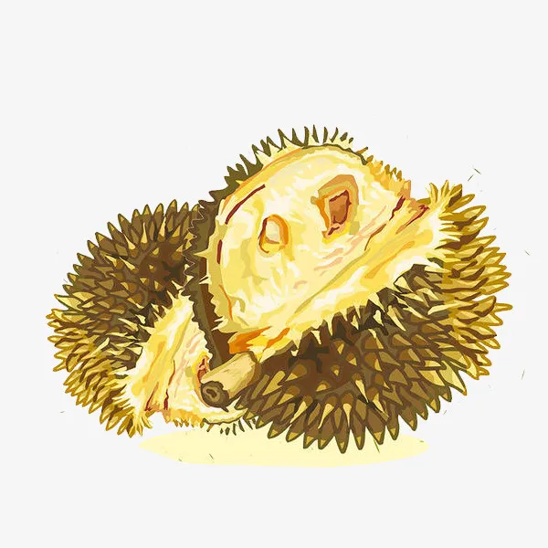 手绘泰式榴莲装饰插画免抠