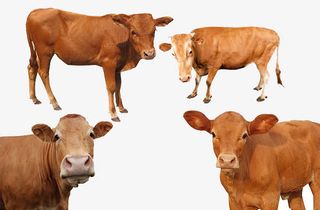 大黄牛分层免抠