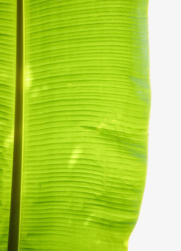 芭蕉叶特写免抠