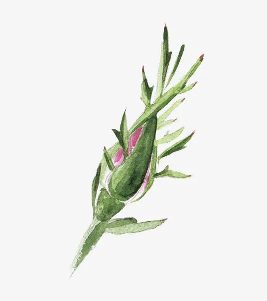 玫瑰花苞免抠