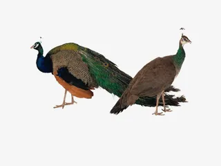 漂亮的孔雀素材图片免抠