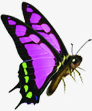 紫色唯美装饰蝴蝶免抠