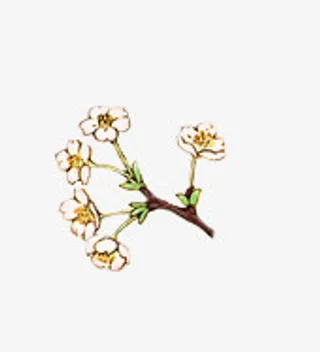 立绘古风梅花造型合成免抠