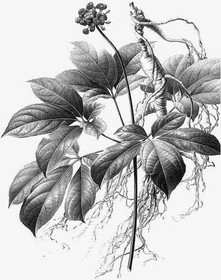 手绘人参花图片免抠