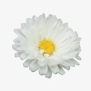 杭白菊花瓣图片素材免抠