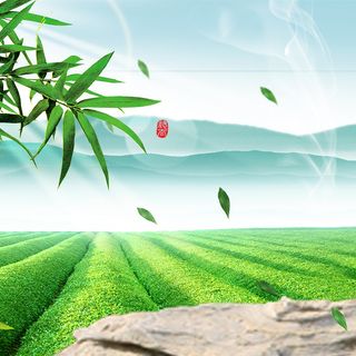 清新绿色茶园茶叶主图高清