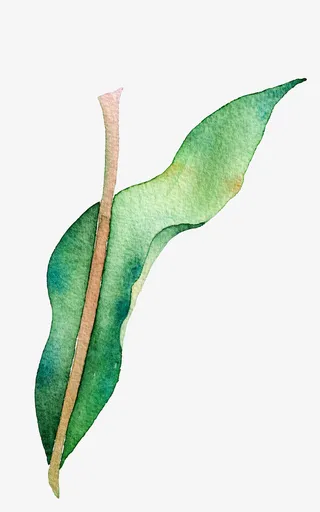 高清免抠手绘水彩花卉叶子素材免抠