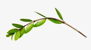 春天的嫩芽免抠