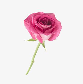 粉红色玫瑰花免抠