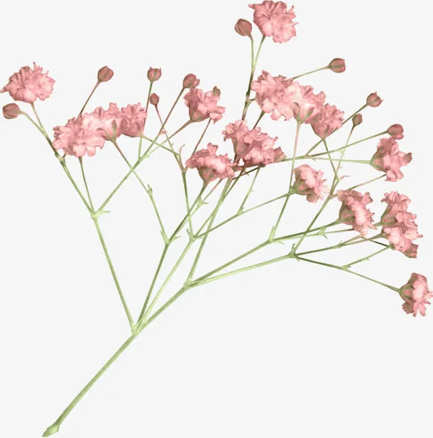 粉色满天星展板设计免抠