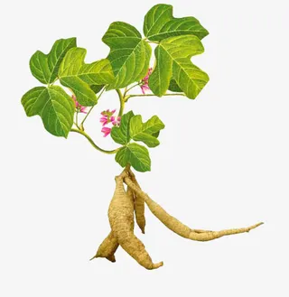 何首乌名贵中药材免抠