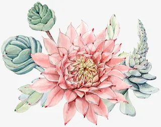 手绘粉色绿色多肉组合免抠
