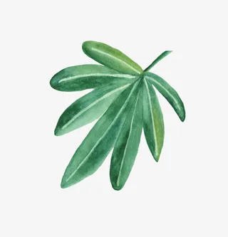 动植物元素叶子免抠