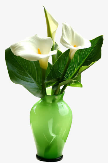 花草背景素材创意花卉图片